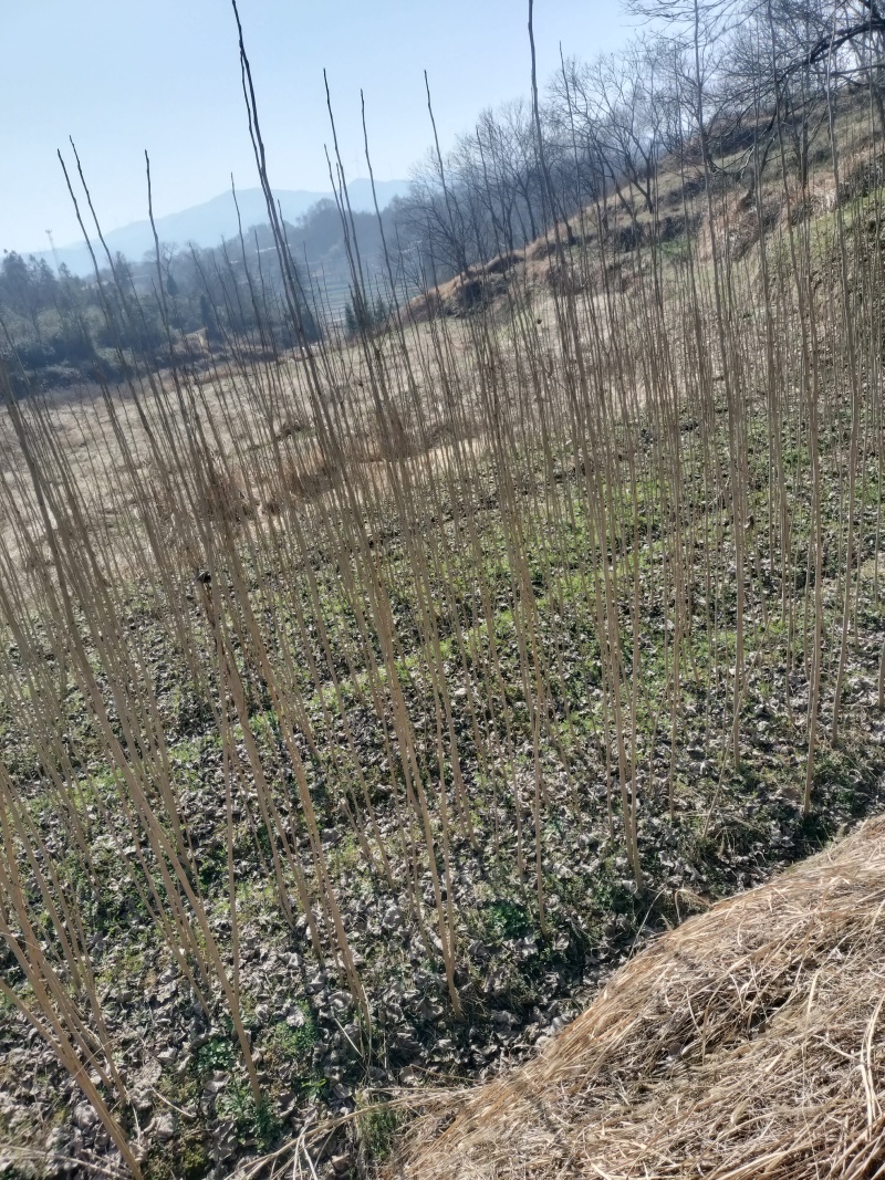 大量优质杨树苗，有需要可联系