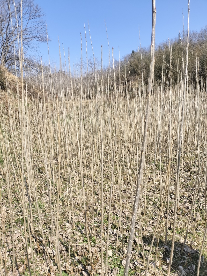 大量优质杨树苗，有需要可联系