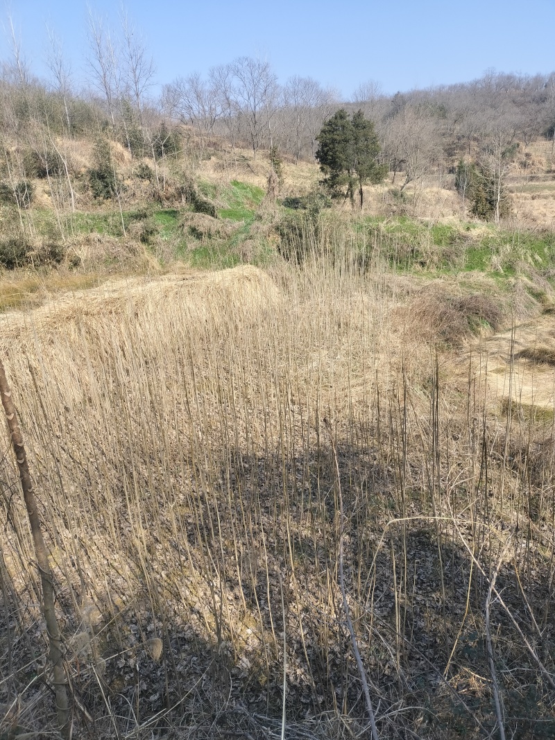 大量优质杨树苗，有需要可联系