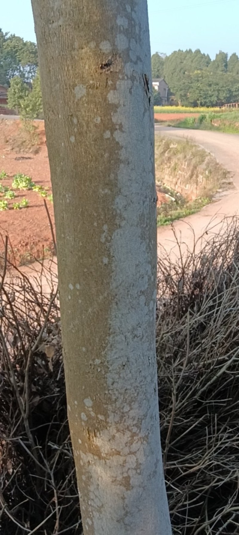 海南黄花梨树木，有兴趣的老板电联***********