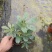 90鸭脚木