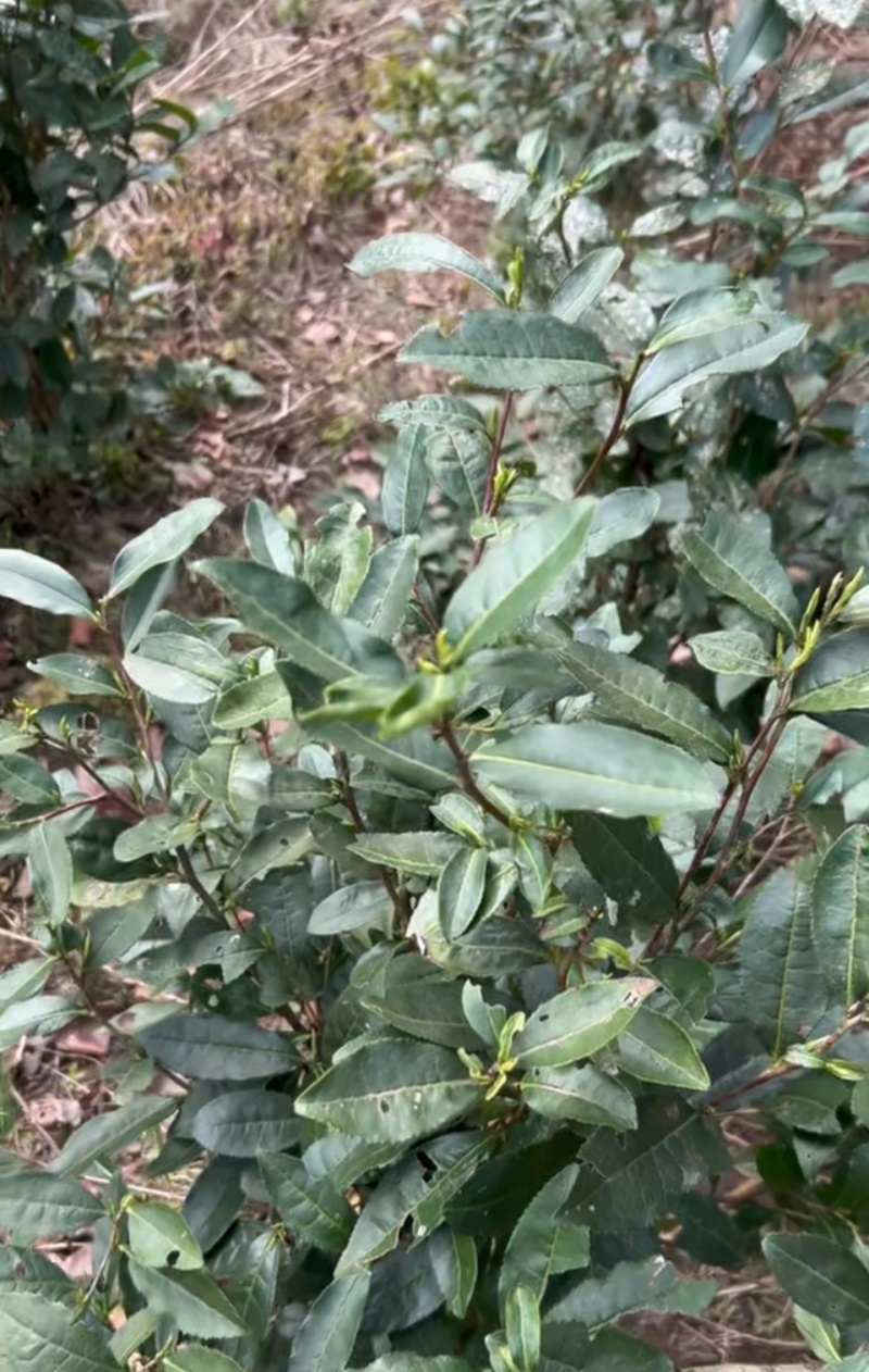 乌牛茶