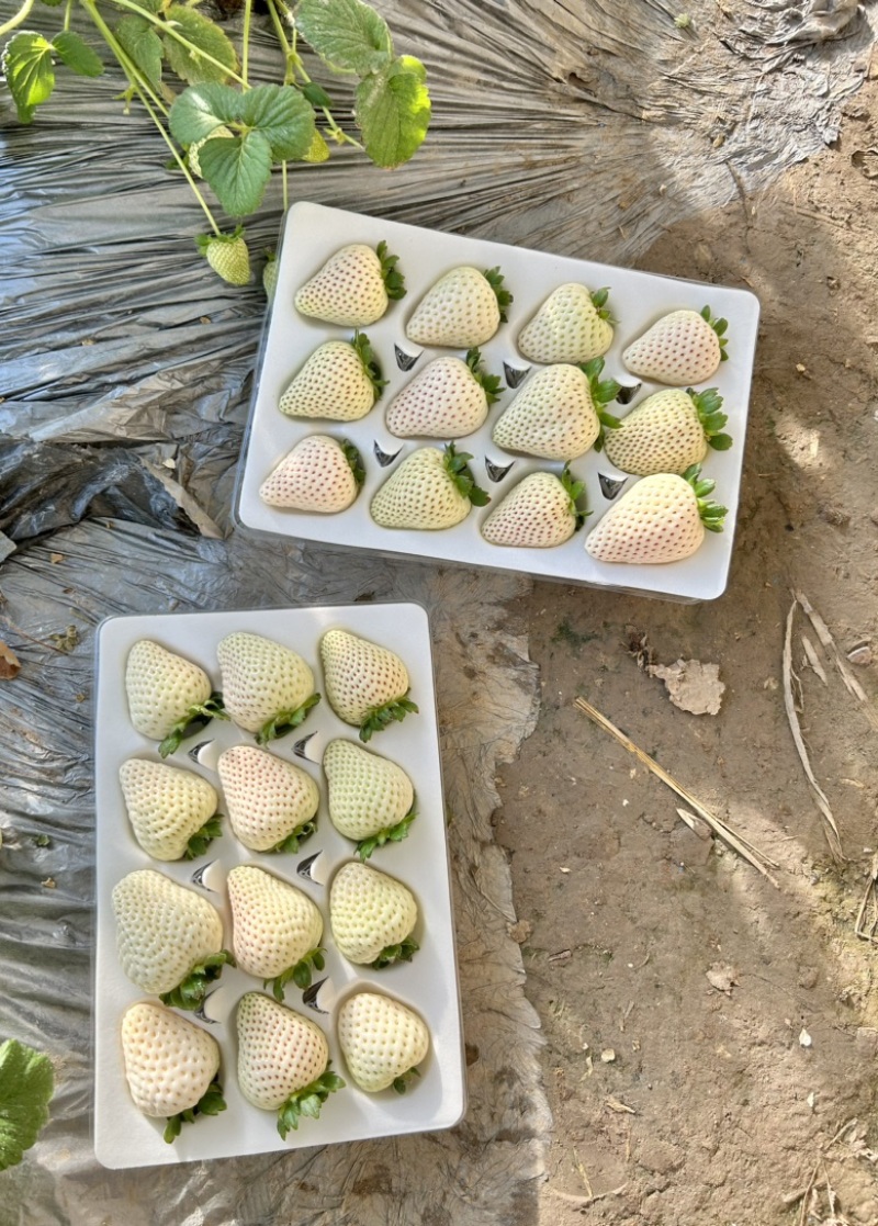 北京大兴采育老宋草莓本地红颜草莓