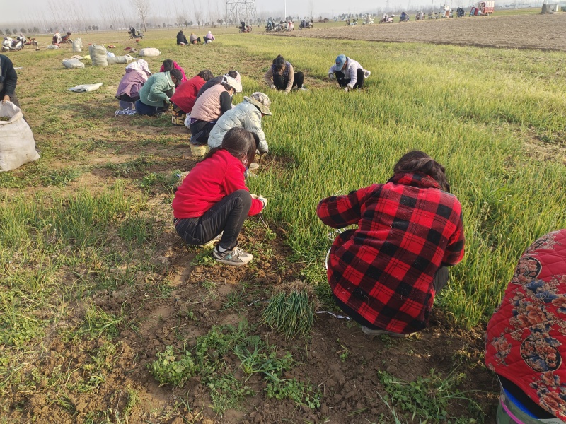 河西二红洋葱苗全网供应优质洋葱苗农场一手货源