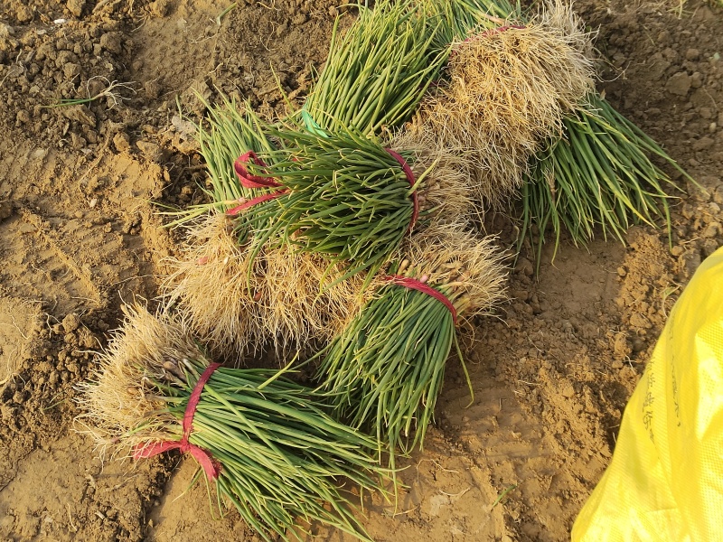 河西二红洋葱苗全网供应优质洋葱苗农场一手货源