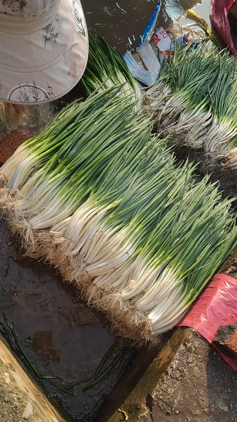 四季小葱
