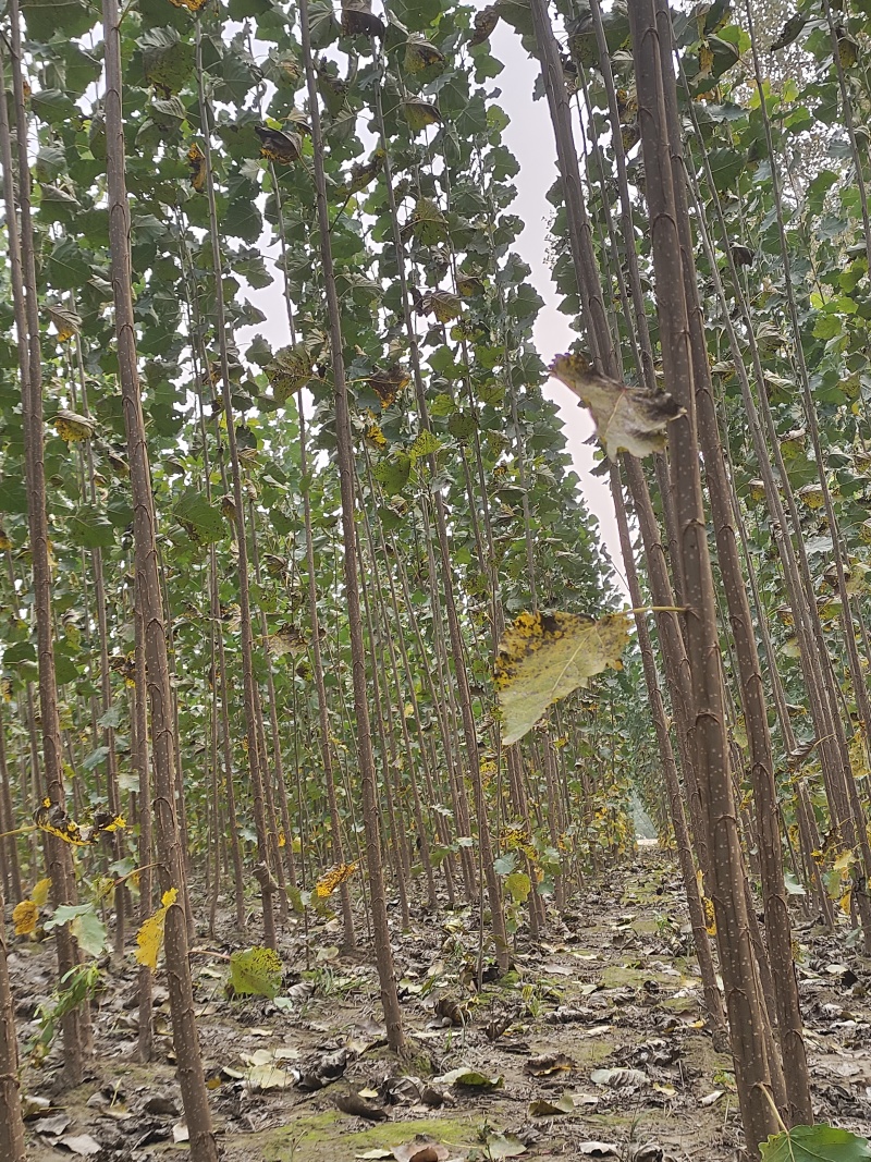 速生无絮杨树苗