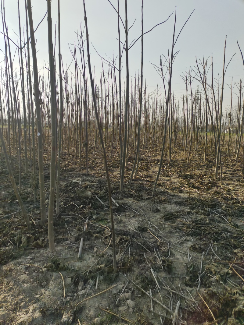 泡桐根桩改良品种泡桐树苗全网供应优质泡桐树苗农场一手货源