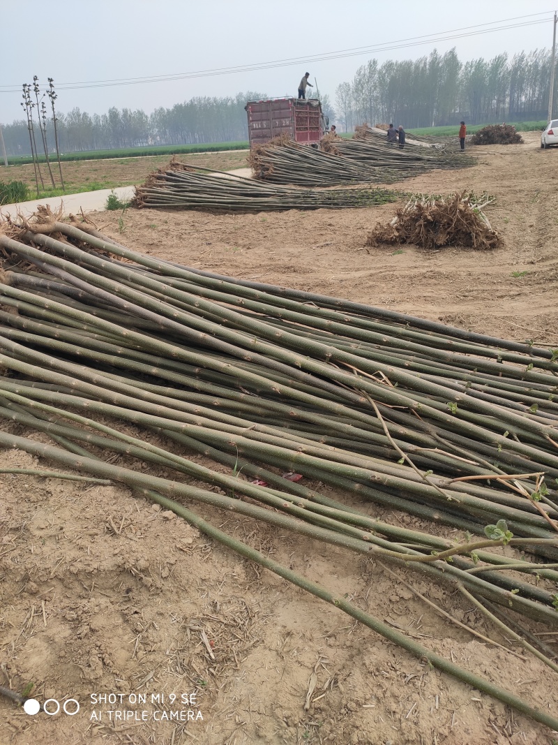 泡桐根桩改良品种泡桐树苗全网供应优质泡桐树苗农场一手货源