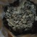 红木香(紫金皮)(纯野生)
