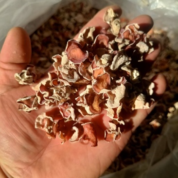 贵妃粉木耳/粉色食用菌/粉耳1号山东济宁贵