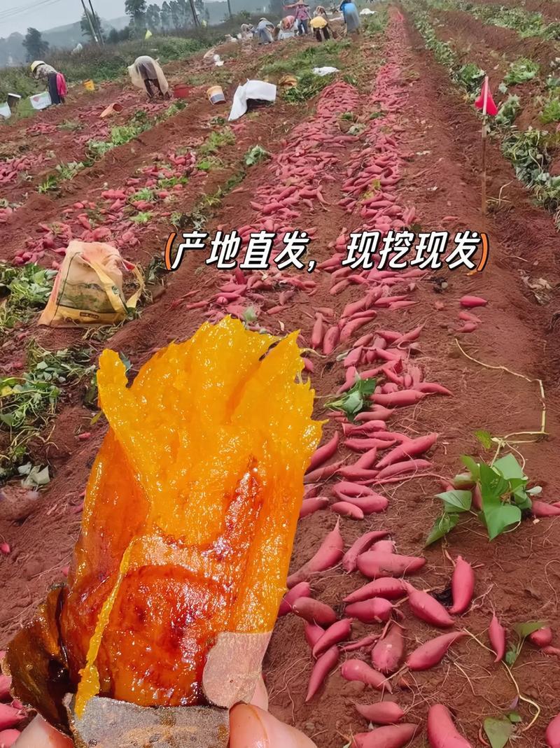 湛江西瓜红红薯，一手货源，支持商超品质，电商，工厂货