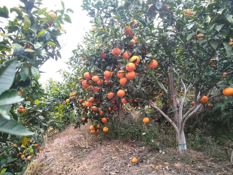 广西藤县沃柑，现产地，直对农户