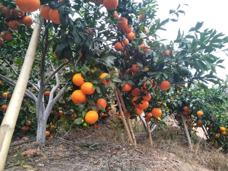 广西藤县沃柑，现产地，直对农户