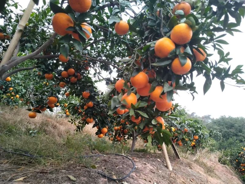 广西藤县沃柑，现产地，直对农户