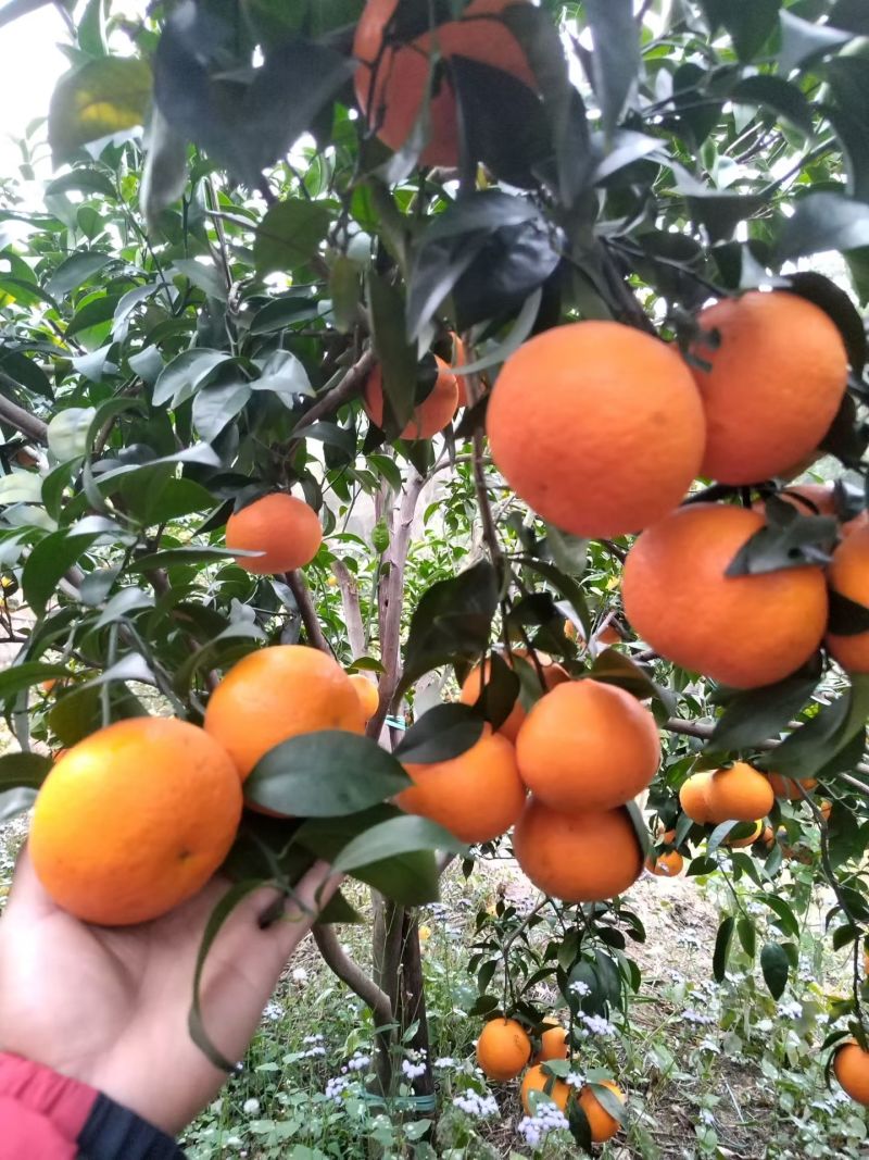 广西藤县沃柑，现产地，直对农户