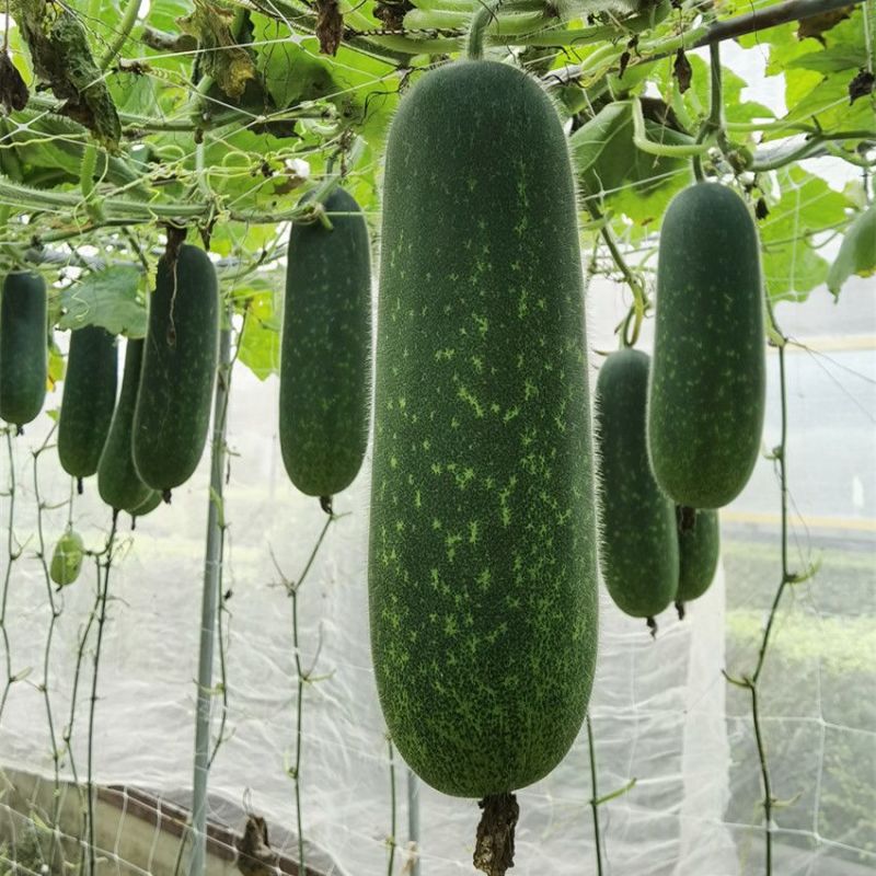 碧玉一号节瓜种子早中熟深绿皮小冬瓜种子圆筒形小节瓜种子