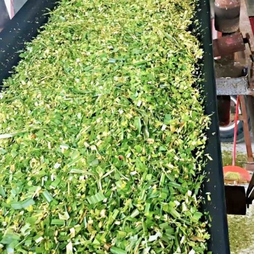 青储草料，甜象草粉碎裹包料牛羊饲料大量供应自有基地加工