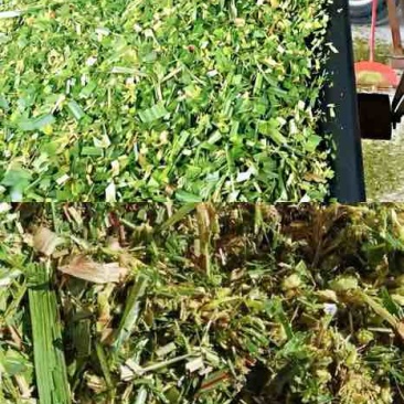 【精品】青储优质黄储优质牧草10吨起发，皇竹草，保质保量