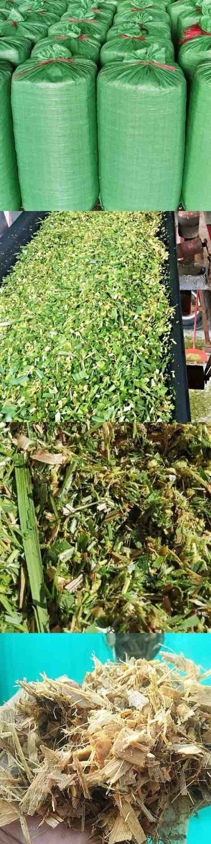 【精品】青储优质黄储优质牧草10吨起发，皇竹草，保质保量