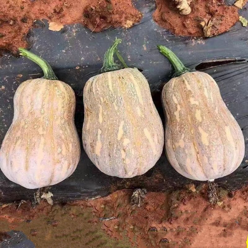 绵蔬小葫芦早熟南瓜种子坐果能力强种子少瓜肉橙红色南瓜种子