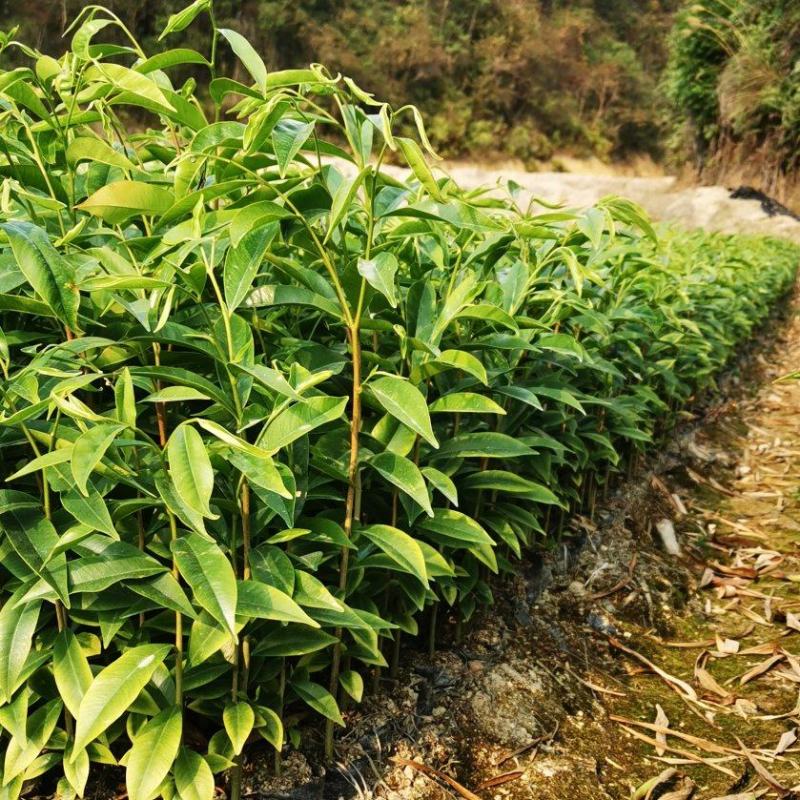 沉香白木香中杯苗