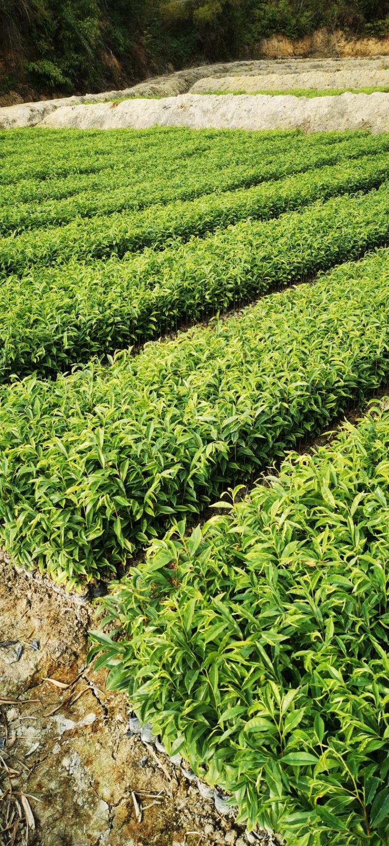 沉香白木香中杯苗
