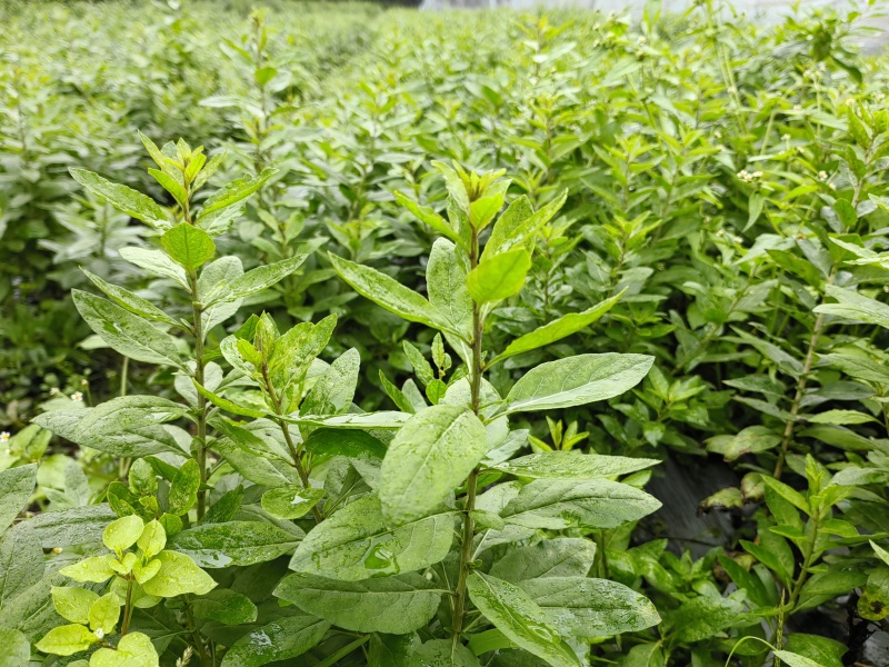 枸杞芽