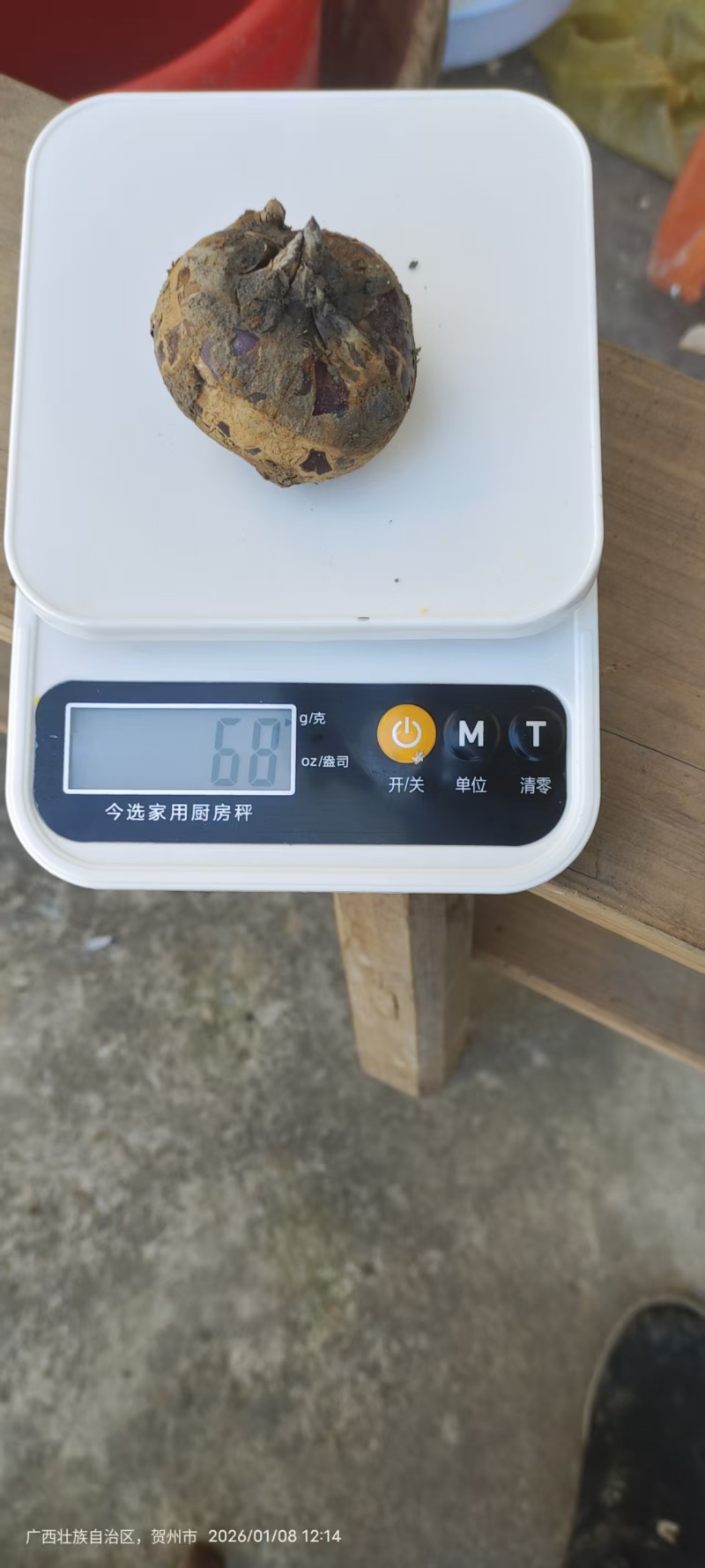 精品荔浦马蹄基地直供品质优可对接市场商超欢迎咨询来电
