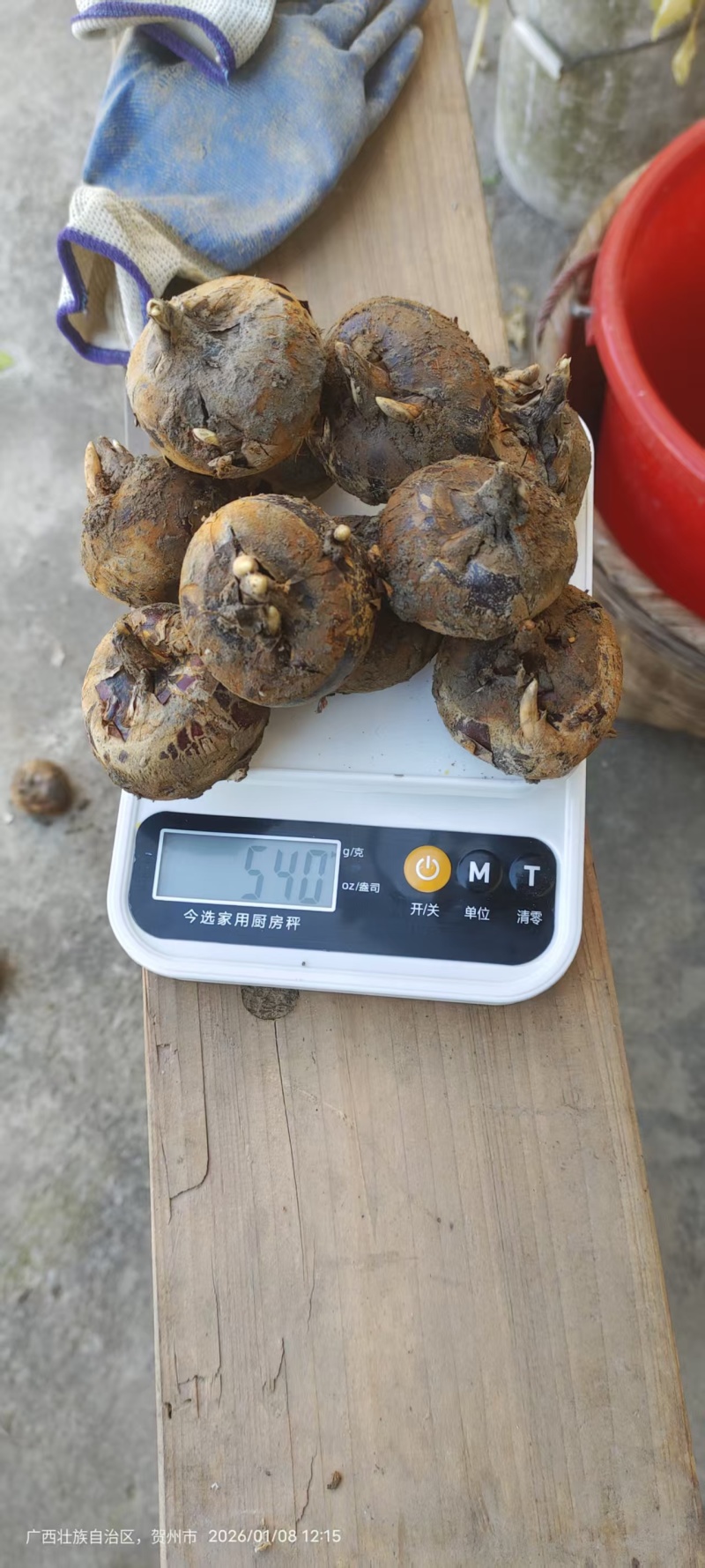 精品荔浦马蹄基地直供品质优可对接市场商超欢迎咨询来电