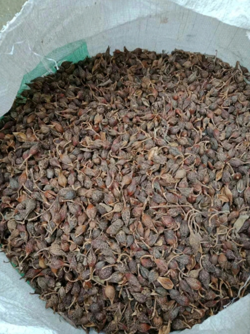 连翘中药材正品秦岭野生新鲜干货无青翘黄翘老翘贯叶泡水喝