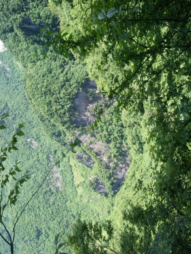 连翘中药材正品秦岭野生新鲜干货无青翘黄翘老翘贯叶泡水喝