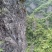 连翘中药材正品秦岭野生新鲜干货无青翘黄翘老翘贯叶泡水喝