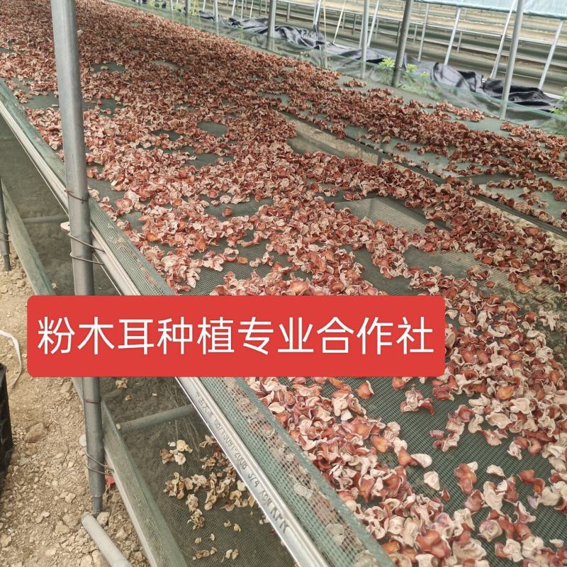 山东济宁·贵妃粉木耳（粉耳1号）种植基地特色食用菌