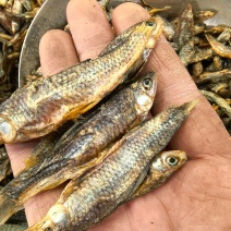超低价格麦穗鱼淡水鱼干