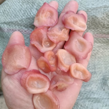 粉木耳干货批发产地直供贵妃木耳食用菌火锅食材全国发