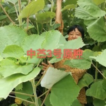 中苎二号中苎三号原种麻蔸麻苗苎麻种子
