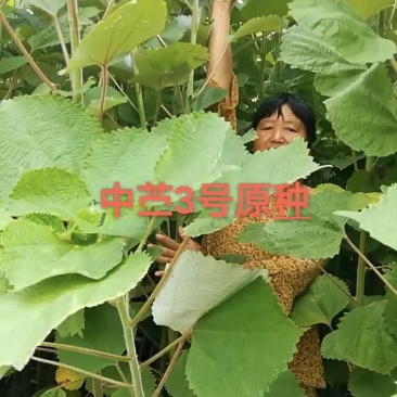 中苎二号中苎三号原种麻蔸麻苗苎麻种子