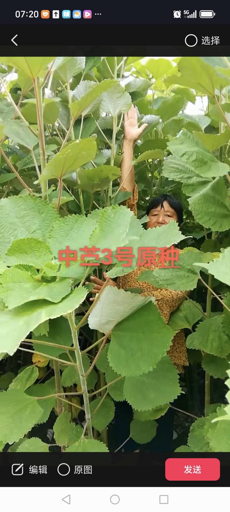 中苎二号中苎三号原种麻蔸麻苗苎麻种子