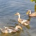 正宗绍兴白脖子麻鸭苗年产蛋320满1000送50只