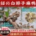正宗绍兴白脖子麻鸭苗年产蛋320满1000送50只