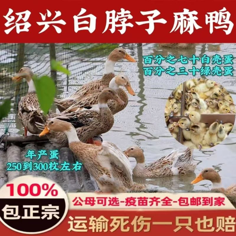 正宗绍兴白脖子麻鸭苗年产蛋320满1000送50只