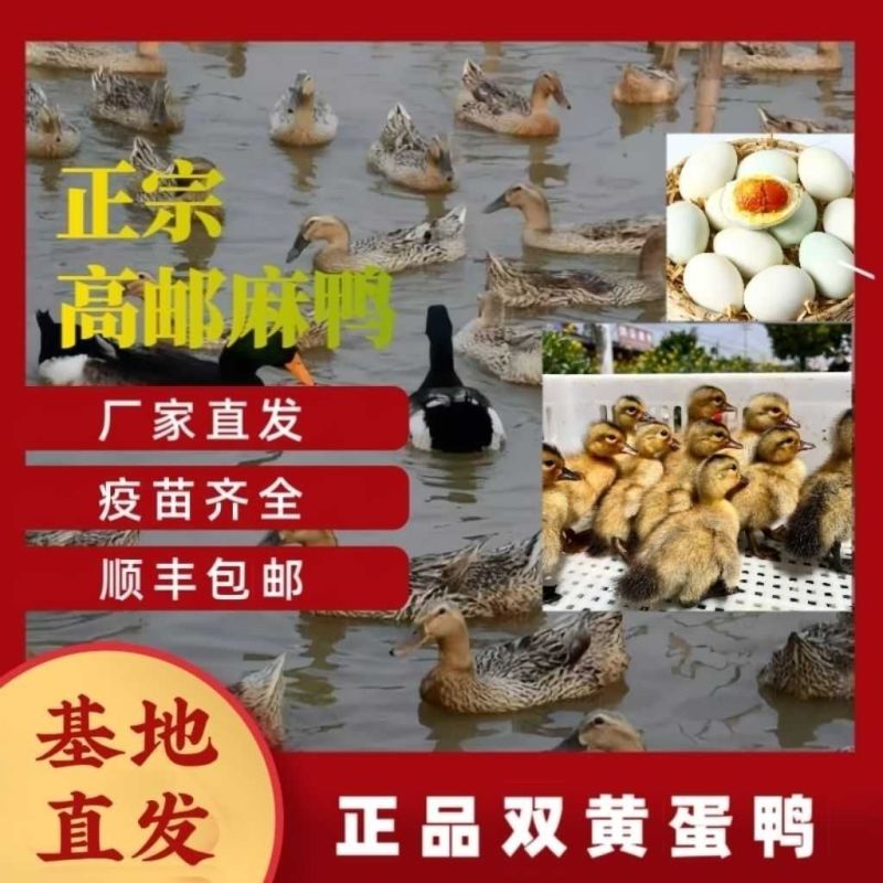 正宗高邮双黄蛋麻鸭苗年产蛋320满1000送50