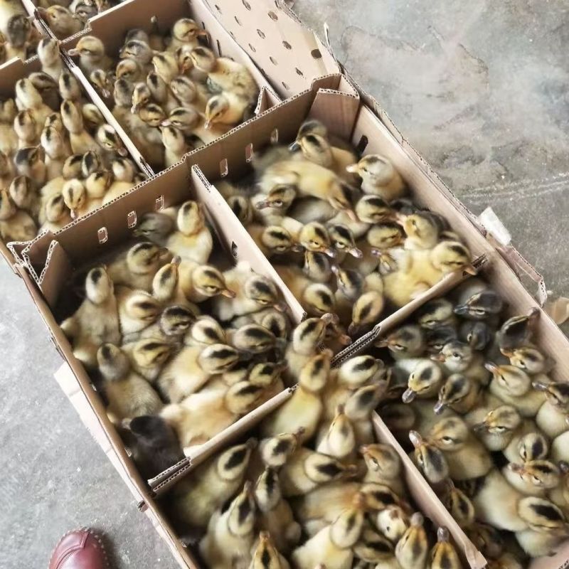 正宗高邮双黄蛋麻鸭苗年产蛋320满1000送50