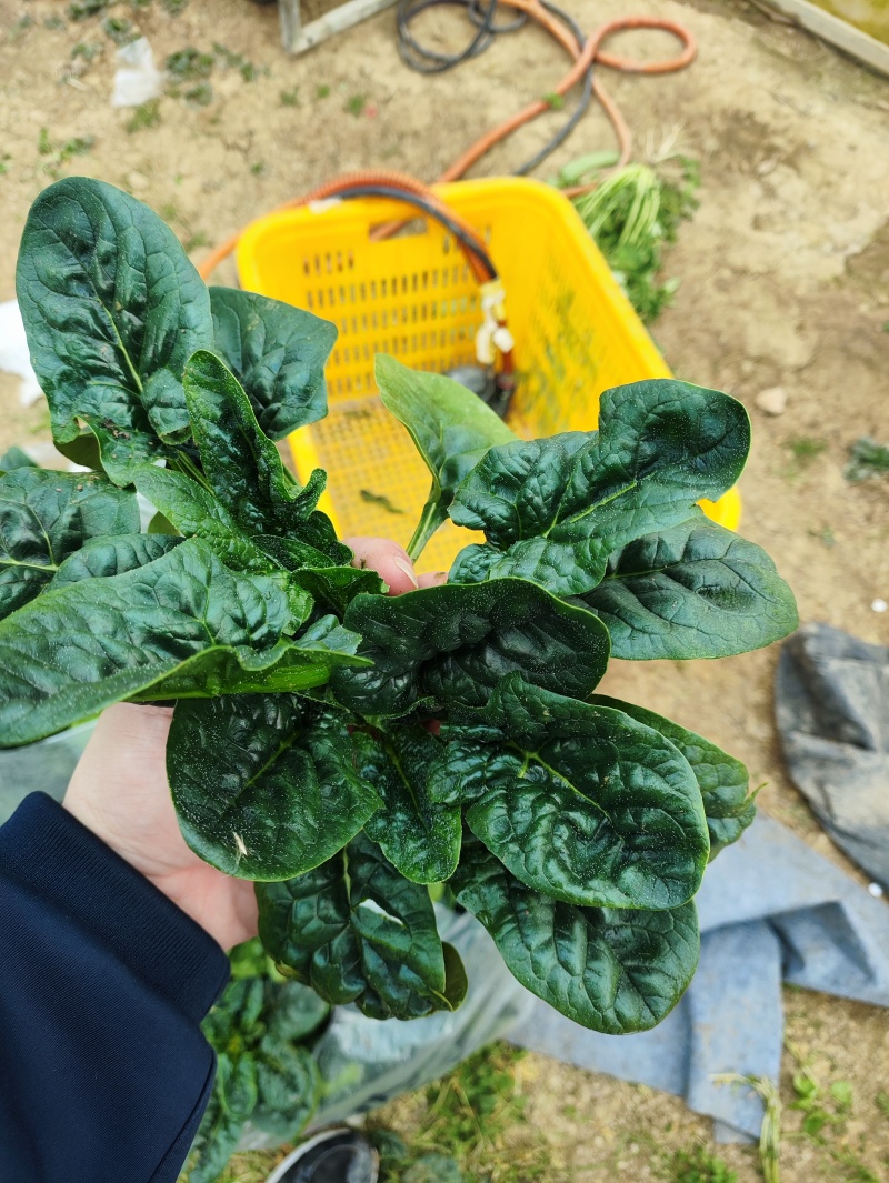 菠菜(品种：卡帝雅)产地：武汉蔡甸春节可发！