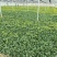 菠菜(品种：卡帝雅)产地：武汉蔡甸春节可发！