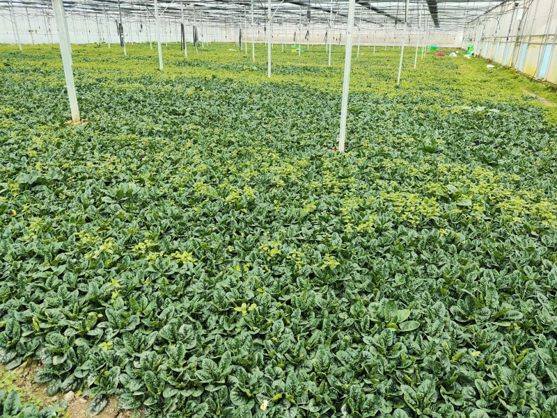 菠菜(品种：卡帝雅)产地：武汉蔡甸春节可发！