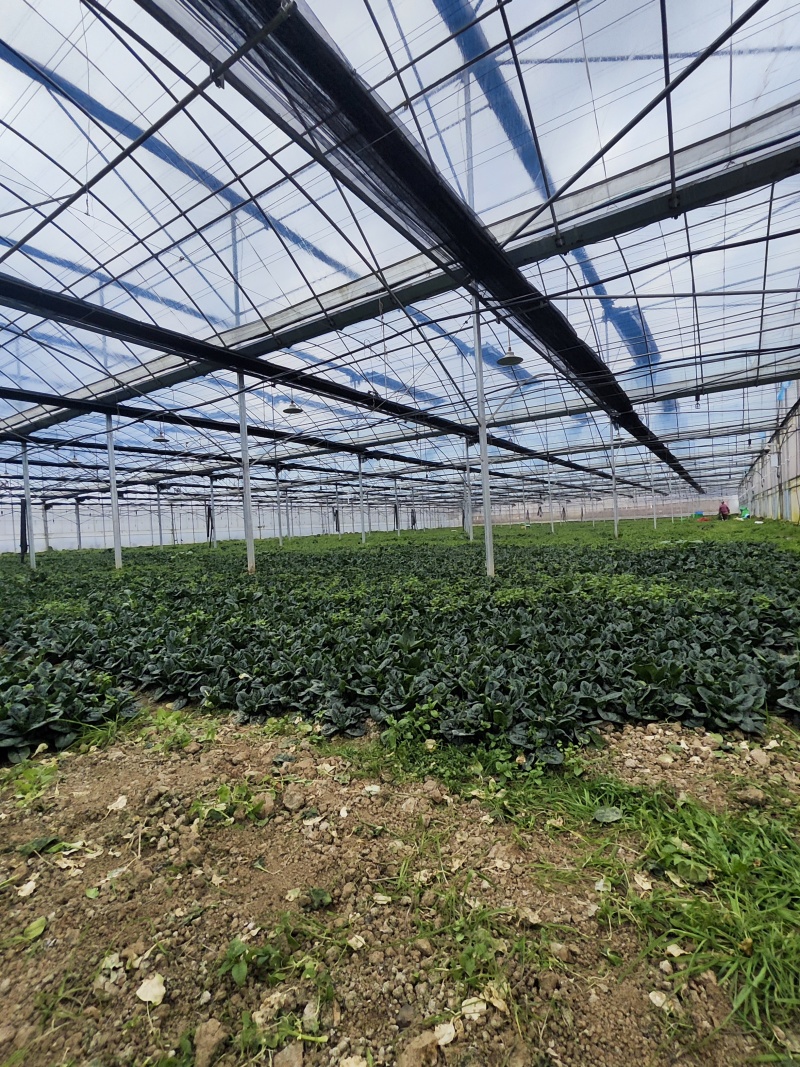 菠菜(品种：卡帝雅)产地：武汉蔡甸春节可发！