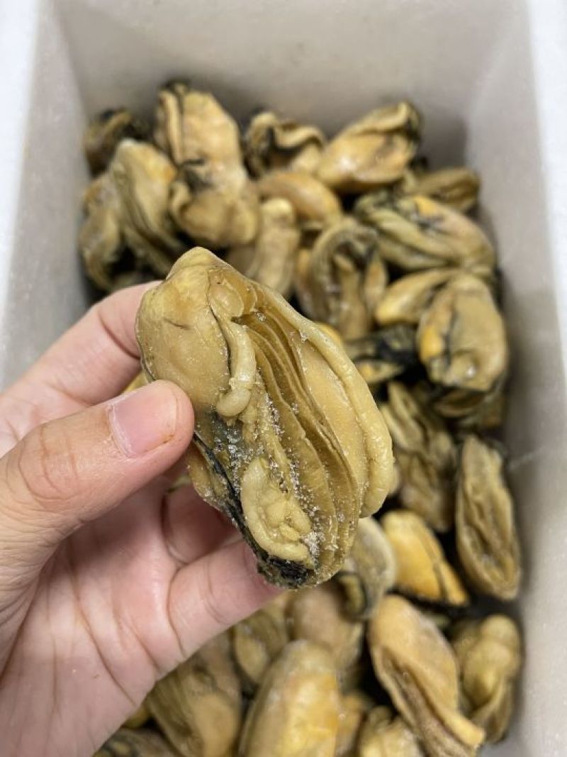 熟晒广东台山金蚝，均匀，饱满肥美，8成干，顺丰冷链配送