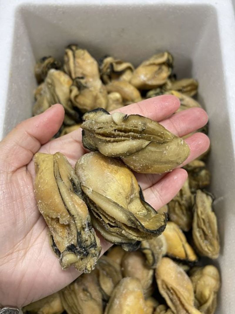 熟晒广东台山金蚝，均匀，饱满肥美，8成干，顺丰冷链配送